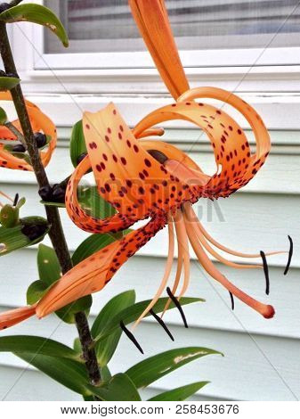 Spotted Orange Tiger Lily In Biddeford, Maine