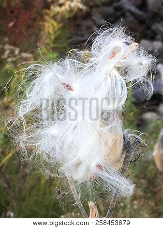 Milkweed Plant, Blooming, Biddeford, Maine, Us, Wispy