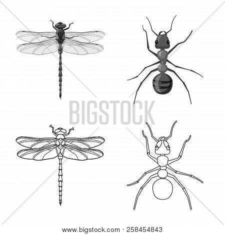 Vector Design Of Insect And Fly Logo. Collection Of Insect And Element Stock Vector Illustration.