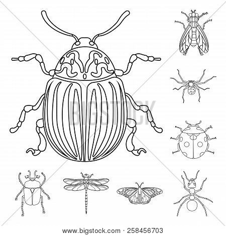 Isolated Object Of Insect And Fly Symbol. Set Of Insect And Element Stock Vector Illustration.
