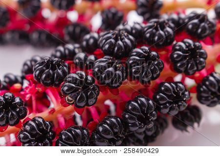 Phytolacca Americana On A White Acrylic Background
