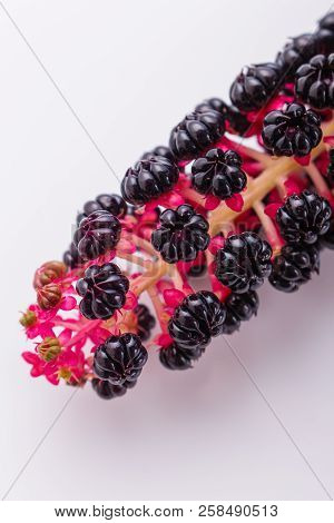 Phytolacca Americana On A White Acrylic Background