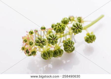 Phytolacca Americana On A White Acrylic Background