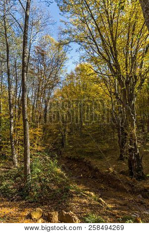 Autumn Landscape With Yellow Trees Near Devil Town In Radan Mountain, Serbia