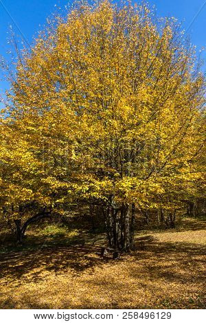 Autumn Landscape With Yellow Trees Near Devil Town In Radan Mountain, Serbia