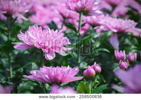 Pink Chrysanthemum Flower On Dark Moody Tone
