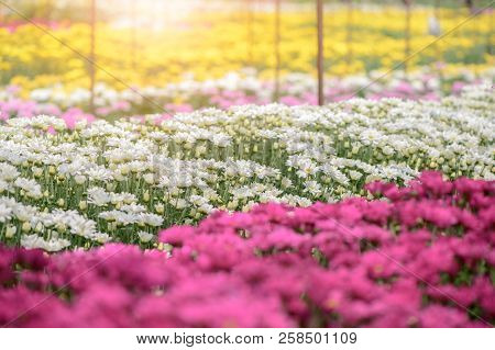 Colorful Of  Chrysanthemum Flower In Garden