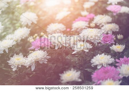 White And Pink Chrysanthemum Flower In Garden