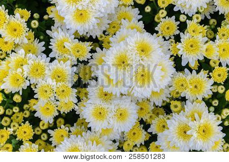 White Chrysanthemum Flower With Yellow Center On Top View,