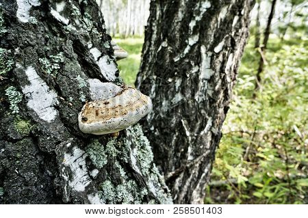 Tinder, Mushroom With The Latin Name Fomes Fomentarius, Growing On A Birch In The Woods