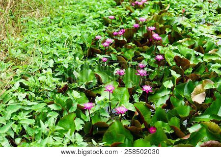 It Is Beautiful Flower Pink Lotus At Red Lotus Floating Maket Banglan Nakhon Pathom Thailand.