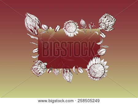 Vector Illustration Of Transparent Glass Frame With King Protea Flowers, Buds And Leaves. Greeting C