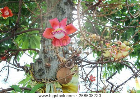 Beautiful In Pink Of  Cannonball Flower (call Sal Flower In Thai) And Fruit On Tree. Selective Focus