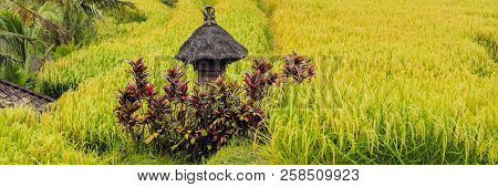 Beautiful Jatiluwih Rice Terraces Against The Background Of Famous Volcanoes In Bali, Indonesia Bann