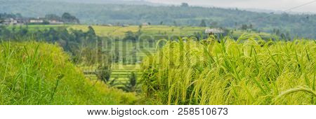 Beautiful Jatiluwih Rice Terraces Against The Background Of Famous Volcanoes In Bali, Indonesia Bann