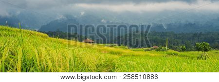 Beautiful Jatiluwih Rice Terraces Against The Background Of Famous Volcanoes In Bali, Indonesia Bann
