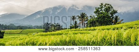 Beautiful Jatiluwih Rice Terraces Against The Background Of Famous Volcanoes In Bali, Indonesia Bann