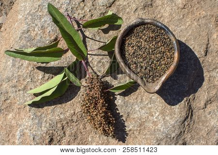 High Angle View Of Malosma Laurina Laurel Sumac Branch Next To Clay Bowl Full Of Harvested Seed On R