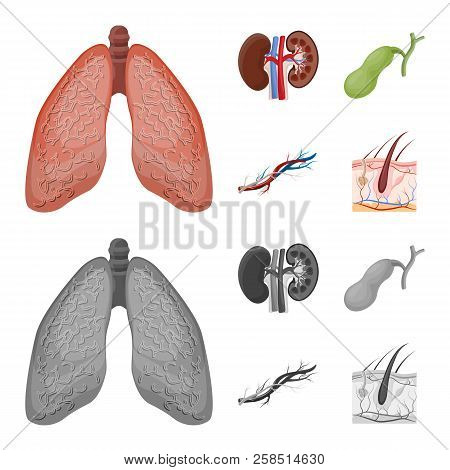 Vector Design Of Body And Human Icon. Set Of Body And Medical Vector Icon For Stock.