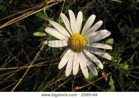 Pétalo blanco en hierba oscura