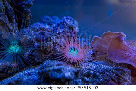 Anemones. Blue Corals In A Marine Aquarium.