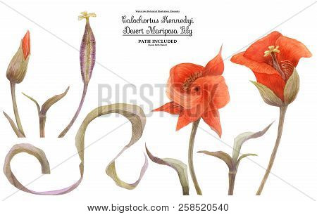 Watercolor Set Of Calochortus Kennedyi Flowers, Buds And Fruit. Isolated, Path Included