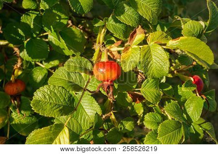 Close Up View Of Bransh With Dog Rose Plant.