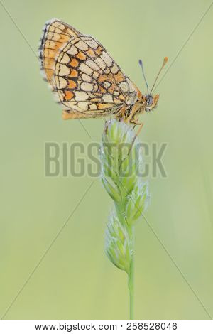The Beauty Of Butterflies