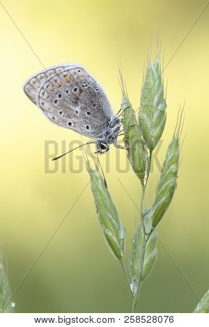 The Beauty Of Butterflies