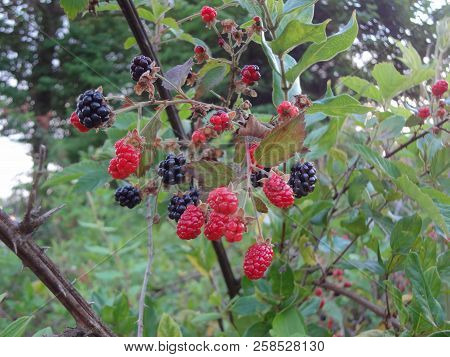 Ripe And Ripening Berries Growing In East Tennessee, Usa.