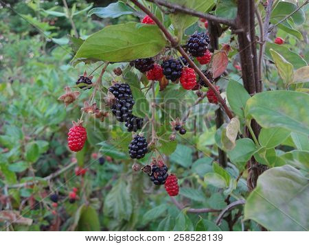 Ripe And Ripening Berries Growing In East Tennessee, Usa.