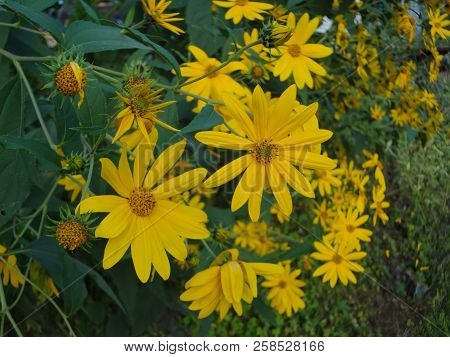 Beautiful And Bright Yellow Flowers In East Tennessee, Usa.