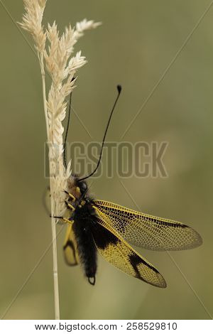 Libelloides Longicomis With A Green Background Out Of Focus.