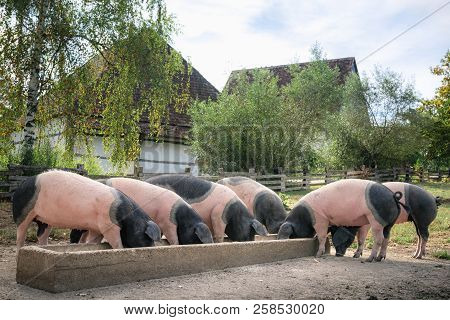 Countryside Scene With German Breed Pigs, The Swabian-hall Swine, Eating Together, Outdoor, In The Y