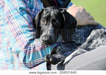 A Man In A Plaid Blue Jacket Is Holding A Small Black Puppy German Shorthaired Pointer, Kurtshaar,  