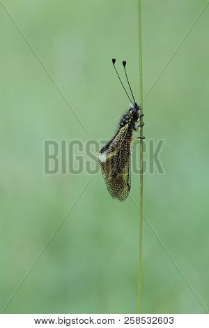 Libelloides Coccajus With A Green Background Out Of Focus.