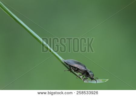 The Beauty Of Macro Life. A Beetle In The Grass.