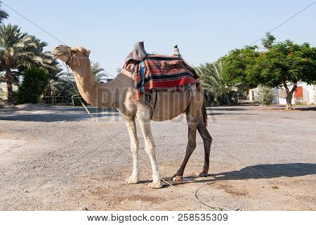 Camel On The Streets Of Israel Tied On The Ground With Green Trees Behind