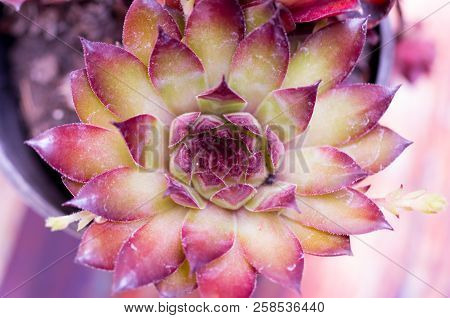 Sempervivum Tectorum. Many Petals. A Stone Rose.