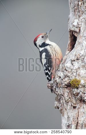Dendrocopos Medius