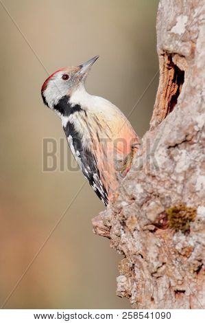 Dendrocopos Medius