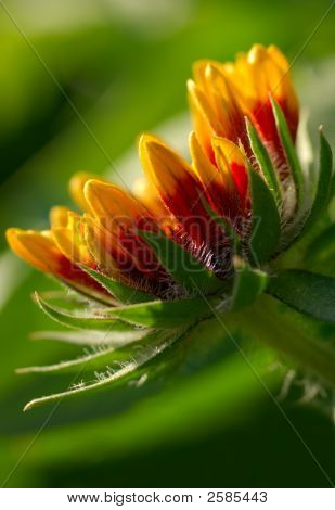 Blomst vasket i sollys (Gaillardia Aristata)