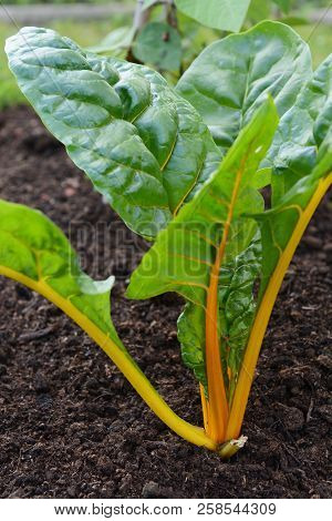 Yellow Stems Of A Rainbow Chard Plant