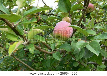 Braeburn Apple Ripening On The Branch