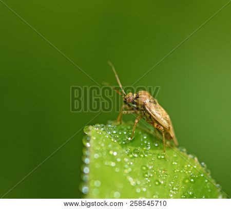The Bedbug Sits On A Leaf.in The Morning The Grass Is Covered With Dew.