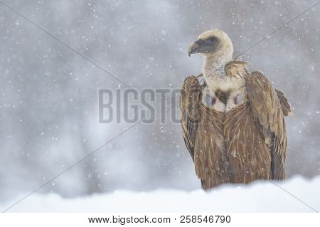 Griffon Vulture (gyps Fulvus) In The Snow. Crémenes (león, Spain).