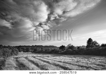 Beautiful Summer Sunset Landscape Image Of Ashdown Forest In English Countryside Black And White Ima
