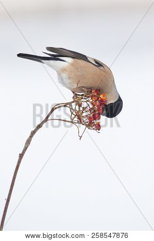 Eurasian Bullfinch (pyrrhula Pyrrhula) In The Snow. Crémenes (león, Spain).