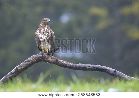 Common Buzard (buteo Buteo) In The Field.