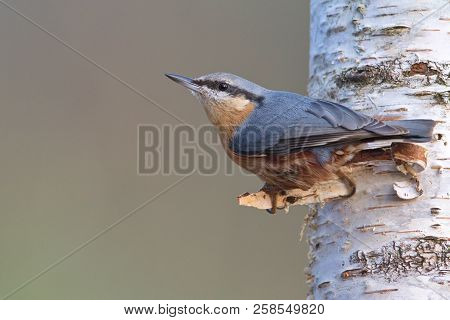 A Nutchatch (sitta Europaea) In A Birch Forest In The Izki Natural Park (bernedo, Basque Country).